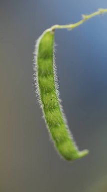 Ağaçtaki Hint İlacı Meyvesi