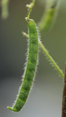 Ağaçtaki Hint İlacı Meyvesi