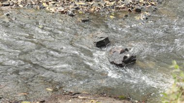 Ormandaki yosunlu kayaların arasından akan su