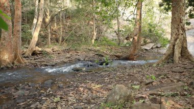 Ormanın derinliklerindeki ağaçlar