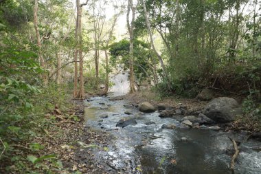 Ormanın derinliklerindeki ağaçlar