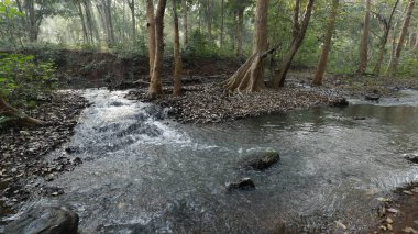 Ormanın derinliklerindeki ağaçlar
