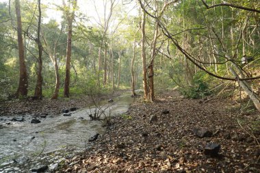 Ormanın derinliklerindeki ağaçlar