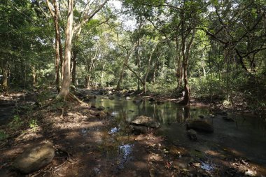 Hint Ormanında Tropik Ağaç Damlaları