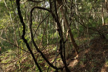 Hint Ormanında Tropik Ağaç Damlaları