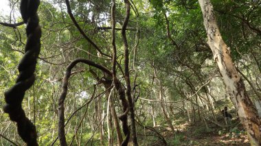 Hint Ormanında Tropik Ağaç Damlaları