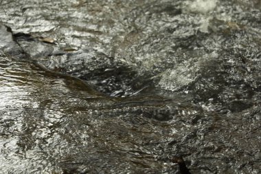 Su Akan Doku Makro Çekimi