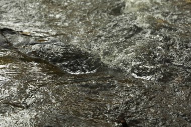 Ormandaki yosunlu kayaların arasından akan su