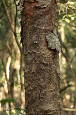 Ağaç Gövdesi deseni makro çekim