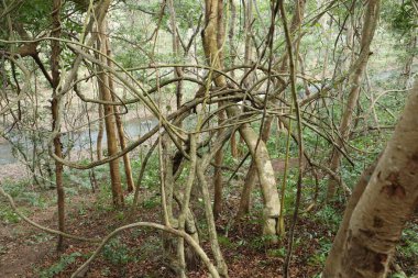 Hint Ormanında Tropik Ağaç Damlaları