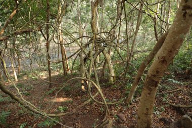 Hint Ormanında Tropik Ağaç Damlaları