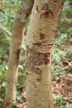Ağaç Gövdesi deseni makro çekim