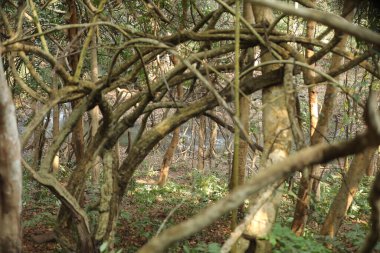 Hint Ormanında Tropik Ağaç Damlaları