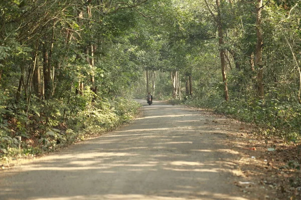 Zona Rural Tar Road Bosque —  Fotos de Stock