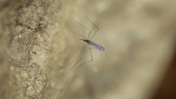 Taşın Üzerindeki Sivrisineğin Makro Çekimi — Stok fotoğraf