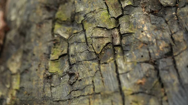 Δέντρο Trunk Υφή Μακροεντολή Πλάνο — Φωτογραφία Αρχείου