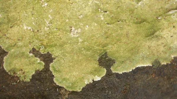 Mossy Piedra Mojada —  Fotos de Stock
