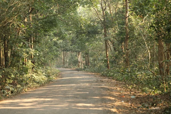 Obszar Wiejski Tar Road Forest — Zdjęcie stockowe