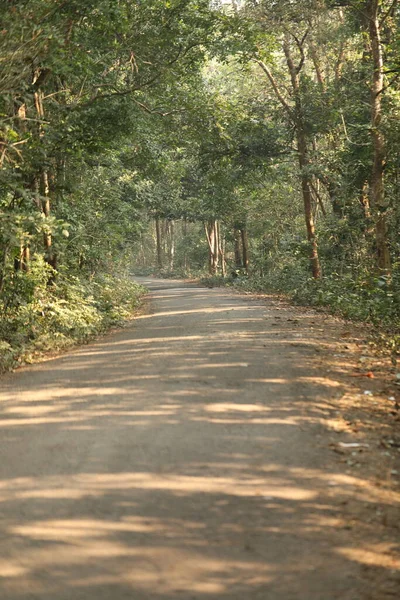 Obszar Wiejski Tar Road Forest — Zdjęcie stockowe