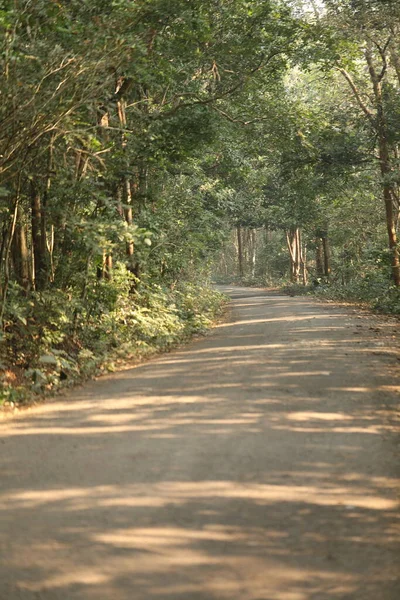Landelijk Gebied Tar Road Het Bos — Stockfoto