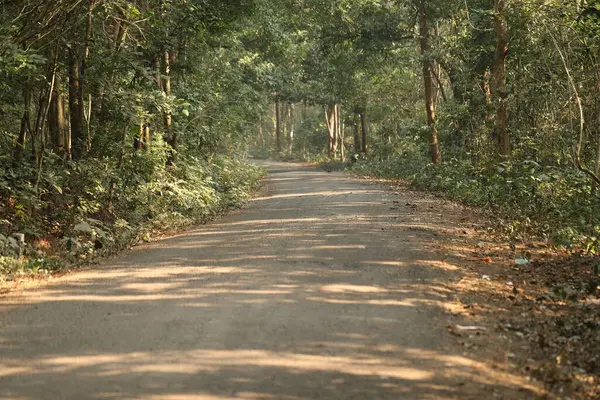 Rural Area Tar Road Forest — Stock Photo, Image