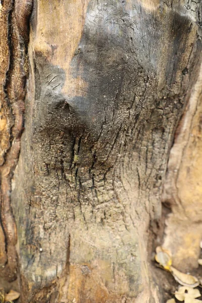 Макрозйомка Текстури Стовбура Дерева — стокове фото