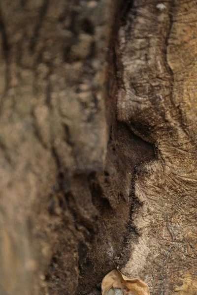 Arbre Tronc Texture Macro Shot — Photo