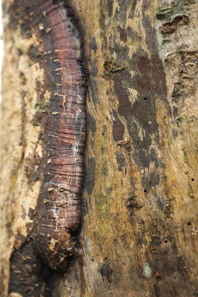 Arbre Tronc Texture Macro Shot — Photo