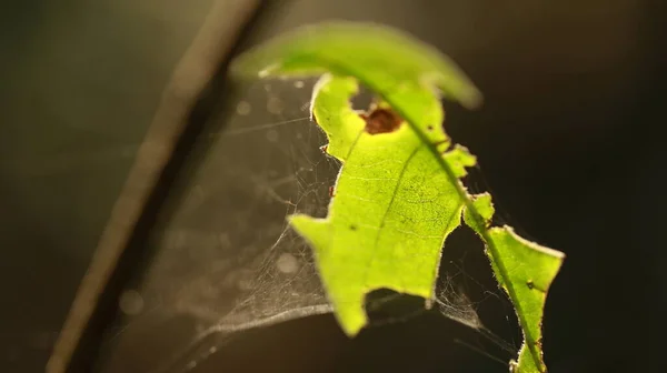 ツリー上の破損した緑の葉 — ストック写真