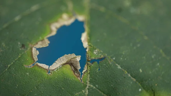 ツリー上の破損した緑の葉 — ストック写真