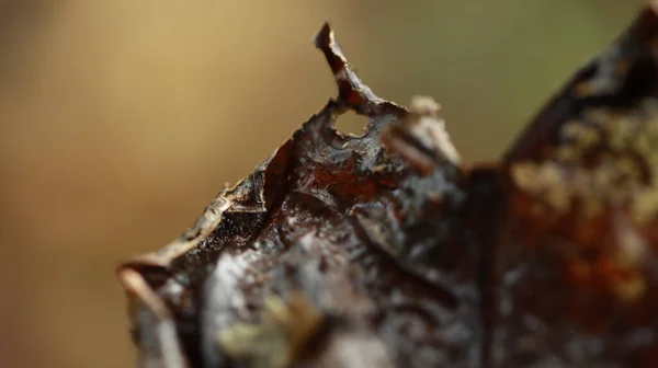 Wet Dry Leaf Texture Forest — Stock Photo, Image