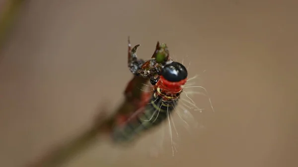 Caterpillar Walking Plant Stem — Stock Photo, Image