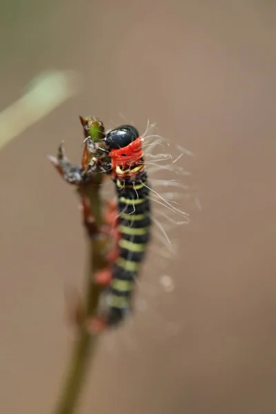 Chenille Marche Sur Tige Plante — Photo