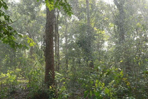 Regen Het Diepe Bos — Stockfoto