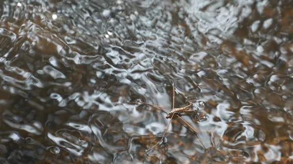 水在森林里流过布满青苔的岩石 — 图库照片