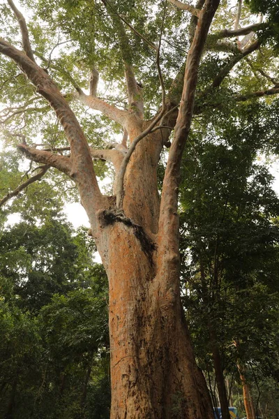 Bäume Tiefen Wald — Stockfoto