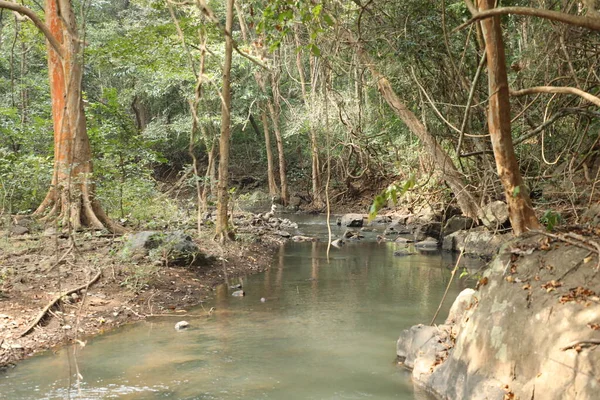 Trópusi Fatörzsek Indiai Erdőben — Stock Fotó
