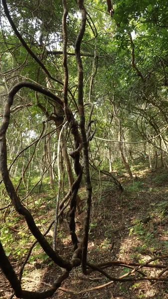 Tropischer Baumstempel Indischen Wald — Stockfoto