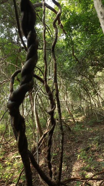 Tropischer Baumstempel Indischen Wald — Stockfoto