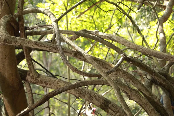 インドの森の熱帯の木の茎 — ストック写真
