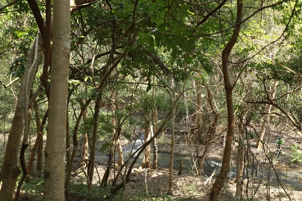 Hint Ormanında Tropik Ağaç Damlaları