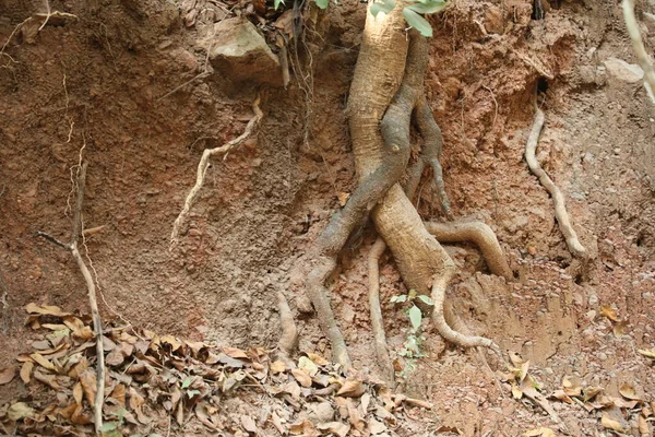 Planta Medicada Raízes Lama — Fotografia de Stock