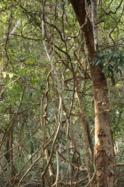 Temps Árboles Tropicales Bosque Indio —  Fotos de Stock