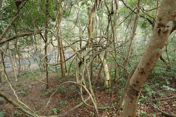 Tropical Tree Stemps Indian Forest — Stock Photo, Image