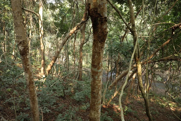 Tropical Tree Stemps Indian Forest — Stock Photo, Image