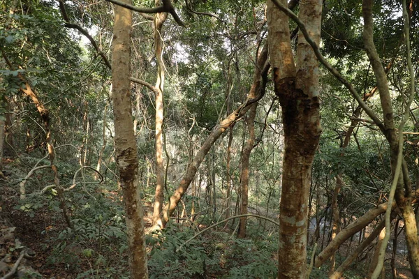 Tropical Tree Stemps Indian Forest — Fotografia de Stock