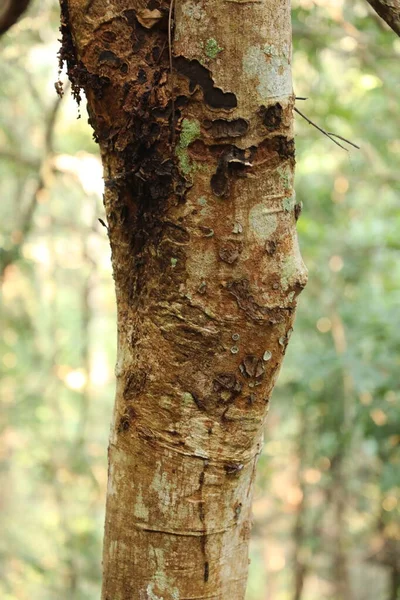 Tree Trunk Texture Macro Shot — Stock Photo, Image