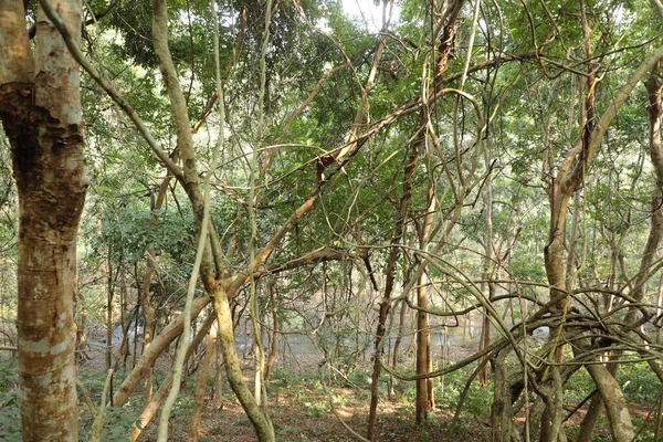 インドの森の熱帯の木の茎 — ストック写真