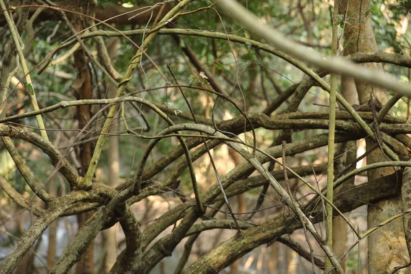 Stemps Arbres Tropicaux Dans Forêt Indienne — Photo