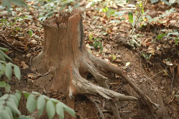 Δέντρο Trunk Υφή Μακροεντολή Πλάνο — Φωτογραφία Αρχείου